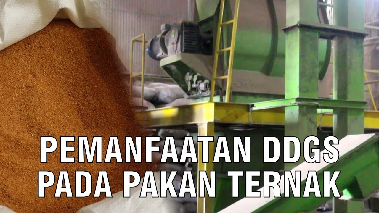 
                                 Pemanfaatan-DDGS-Pakan-Ternak-Sapi